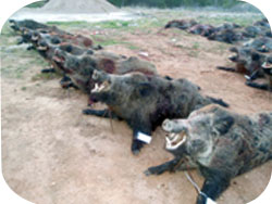 MONTERIA_alconetar MONTERIA_alconetar