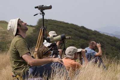 Observadores de migracion de aves