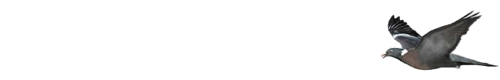 banner_logo500