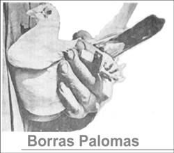 borraspalomas portada250