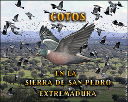 cotos portada 250