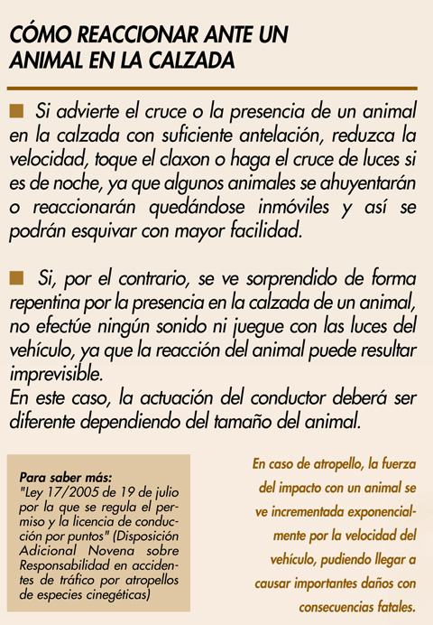 como reaccionar ante un animal en la calzada