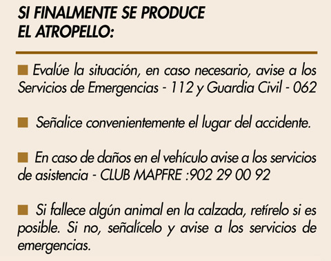 si finalmente se produce el atropello de un animal