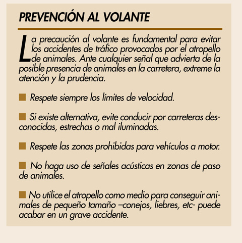 prevencion al volante para evitar accidentes provocados por atropello de animales