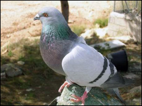 palomaS ADIESTRADAS PARA CIMBEL