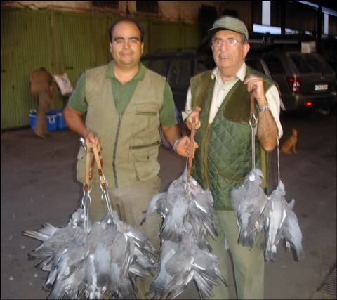 tirada de paloma torcaz y tortola en extremadura