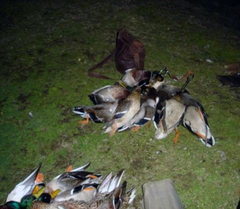 tirada de patos