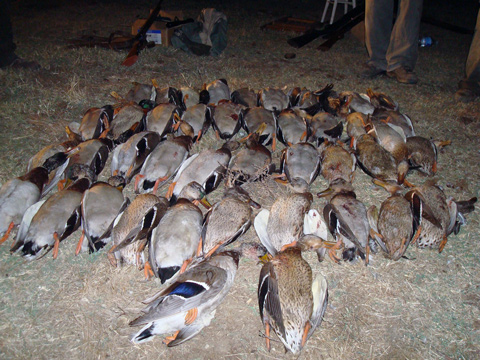 tirada de patos