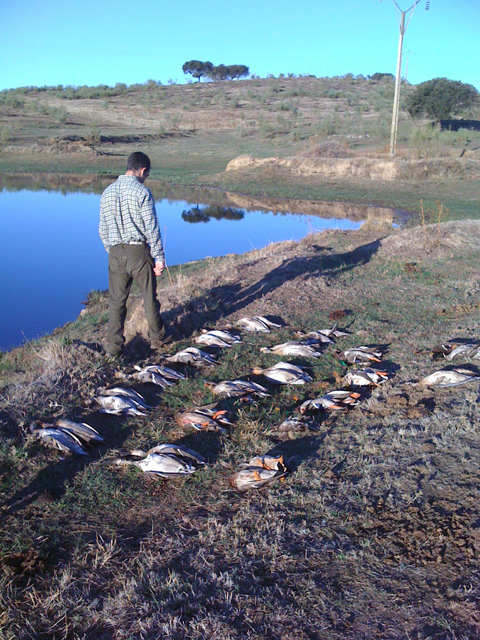 tirada de patos