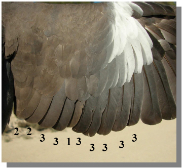 Plumas del ala de secundarias y coberteras de torcaz de 3&ordm; a&ntilde;o primavera