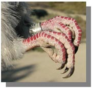 patas de torcaz adulto