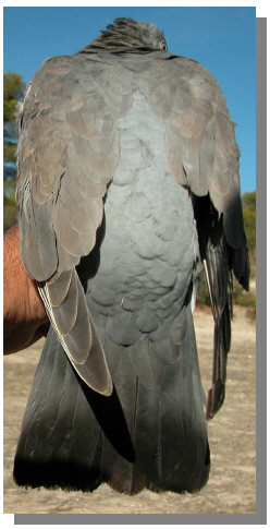 dorso de paloma torcaz juvenil