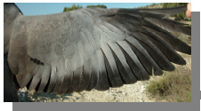 ala de paloma domestica
