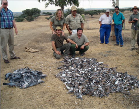 cacerias de tortolas en media veda 