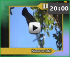 video_port_coto