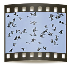 video_torcaz_espana video_torcaz_espana
